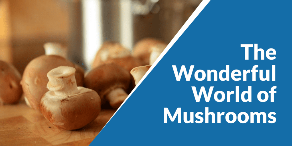 Read more about the article Shroom Power