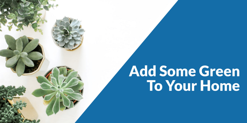 Read more about the article Add Some Green to Your Home